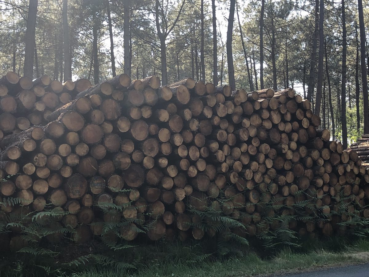 Vente de plaquettes forestières bois énergie biomasse 